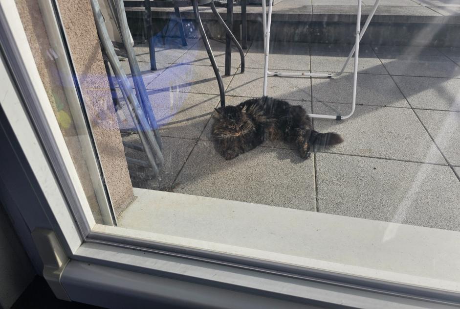 Alerta de Hallazgo Gato cruce Desconocido Vully-les-Lacs Suiza