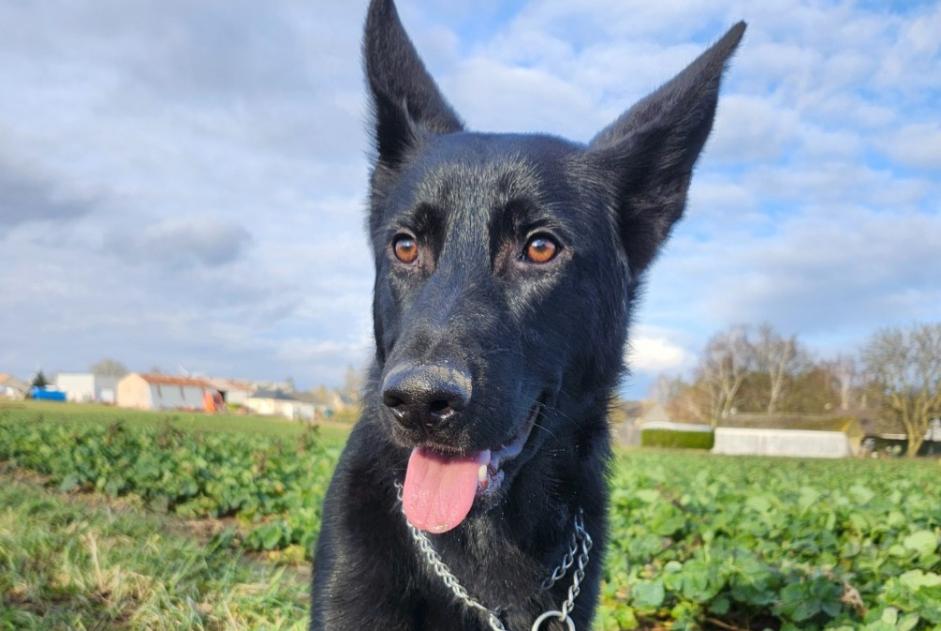 Alerta de Desaparición Perro  Macho , 1 años Ormes Francia