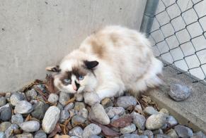 Alerta de Desaparición Gato  Hembra , 1 años Grandson Suiza