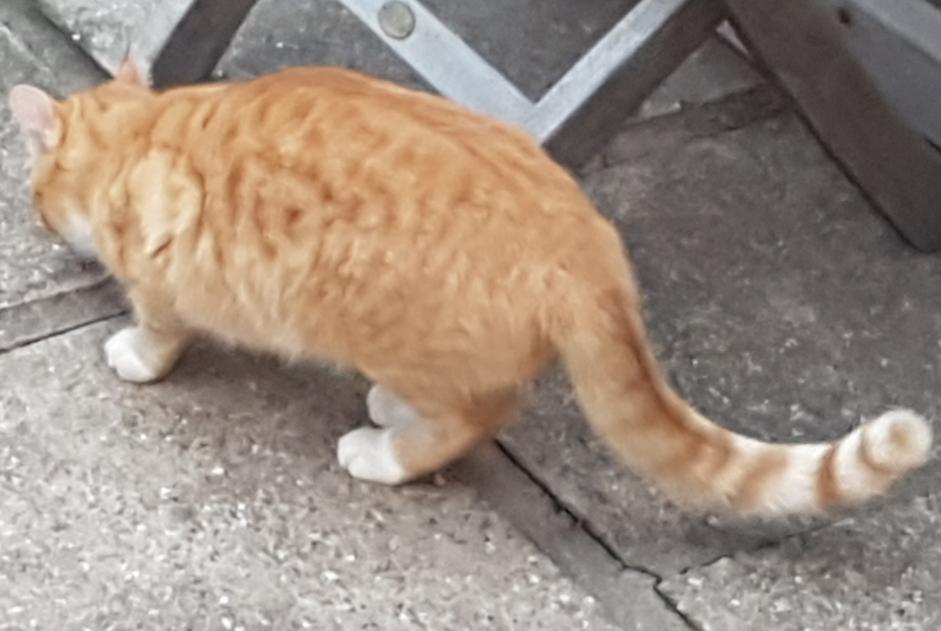 Alerte Disparition Chat  Mâle , 8 ans Cers France