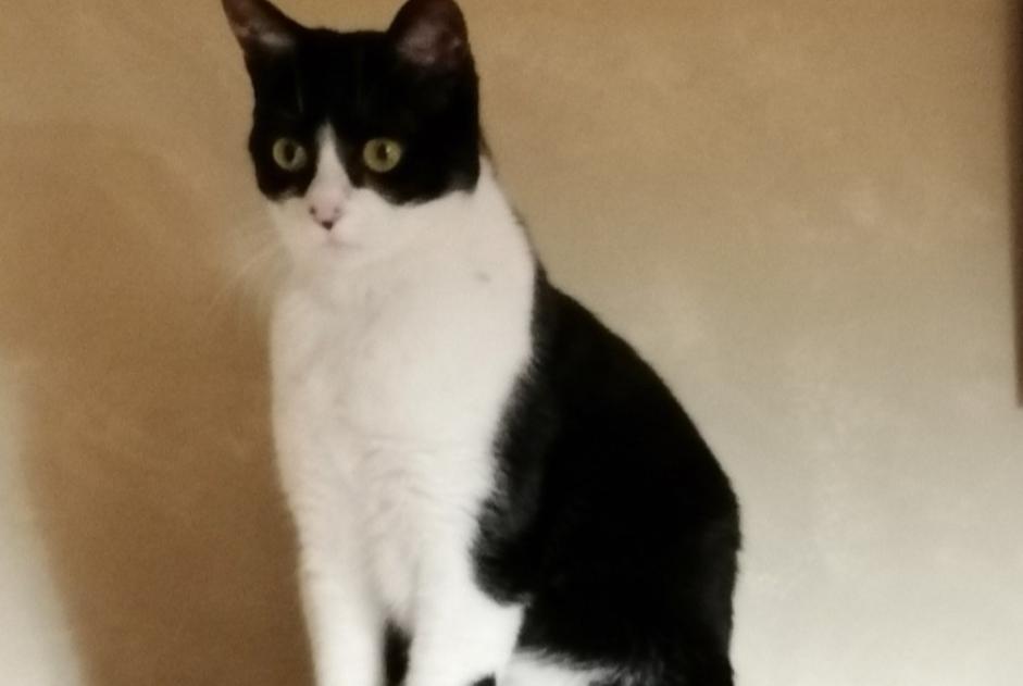 Alerte Disparition Chat Femelle , 5 ans Merri France