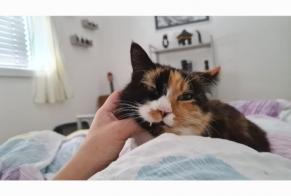 Alerte Disparition Chat Femelle , 9 ans Conthey Suisse