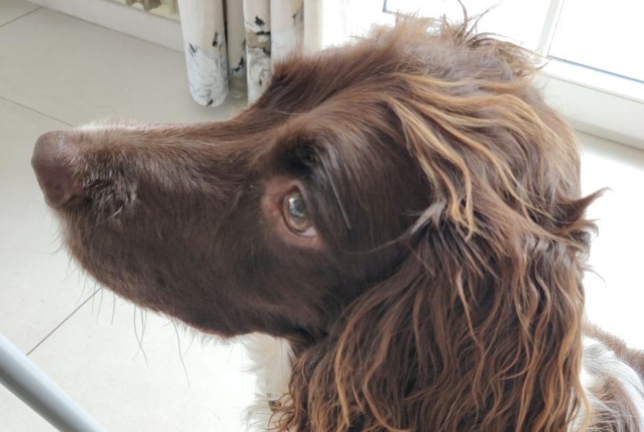 Alerte Disparition Chien  Femelle , 6 ans Crans-Montana Suisse