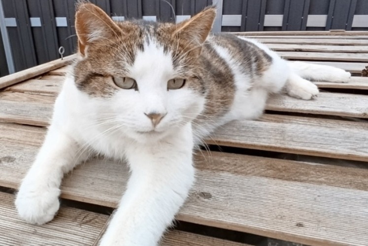 Alerte Disparition Chat Mâle , 3 ans Villars-sur-Glâne Suisse