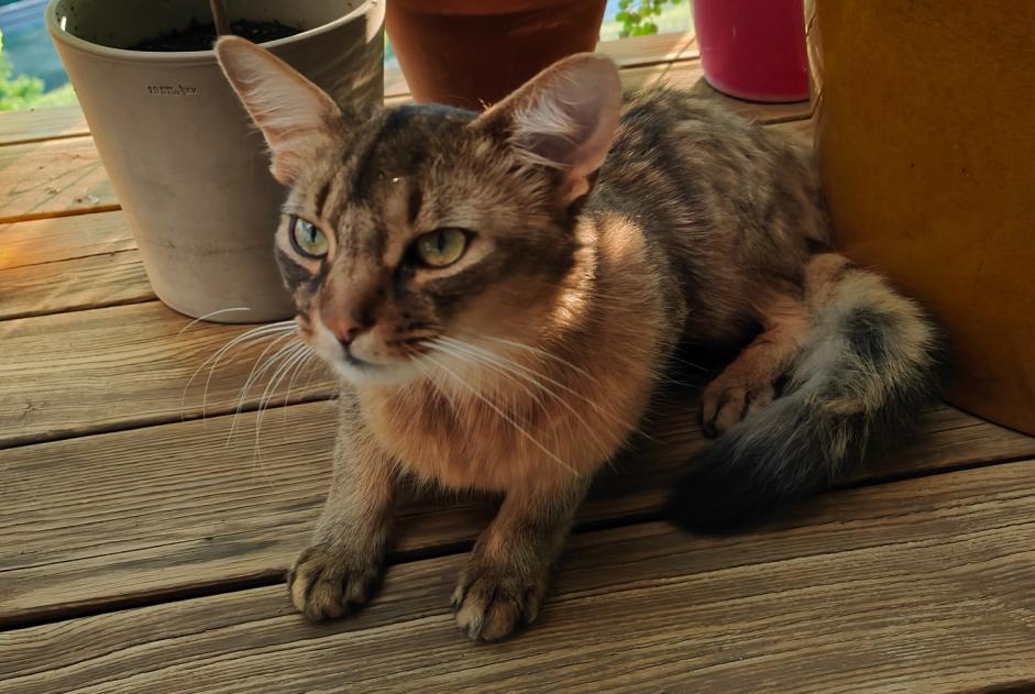 Alerte Disparition Chat  Mâle , 2 ans Bourg-en-Lavaux Suisse