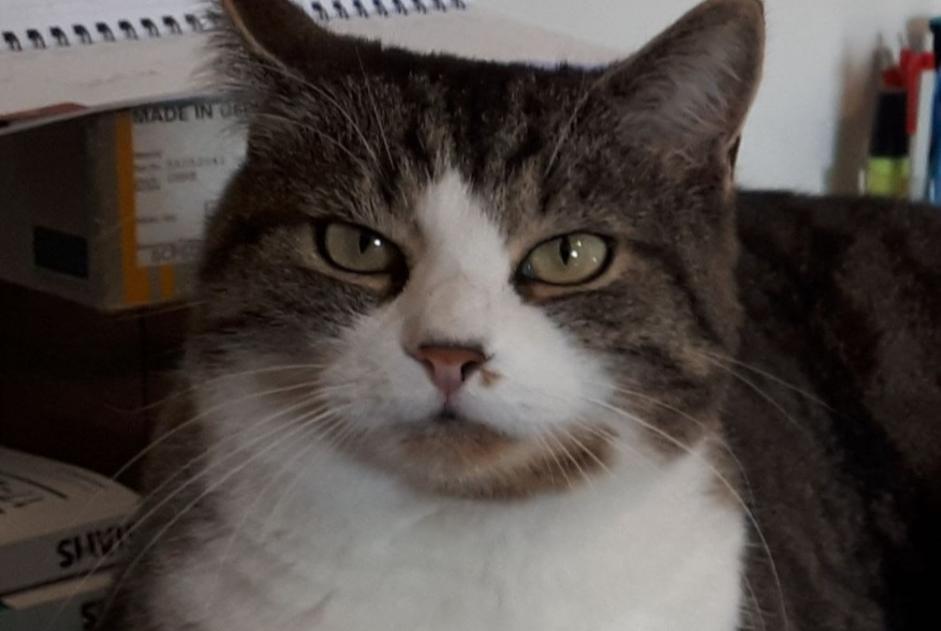 Alerte Disparition Chat  Mâle , 15 ans Puidoux Suisse