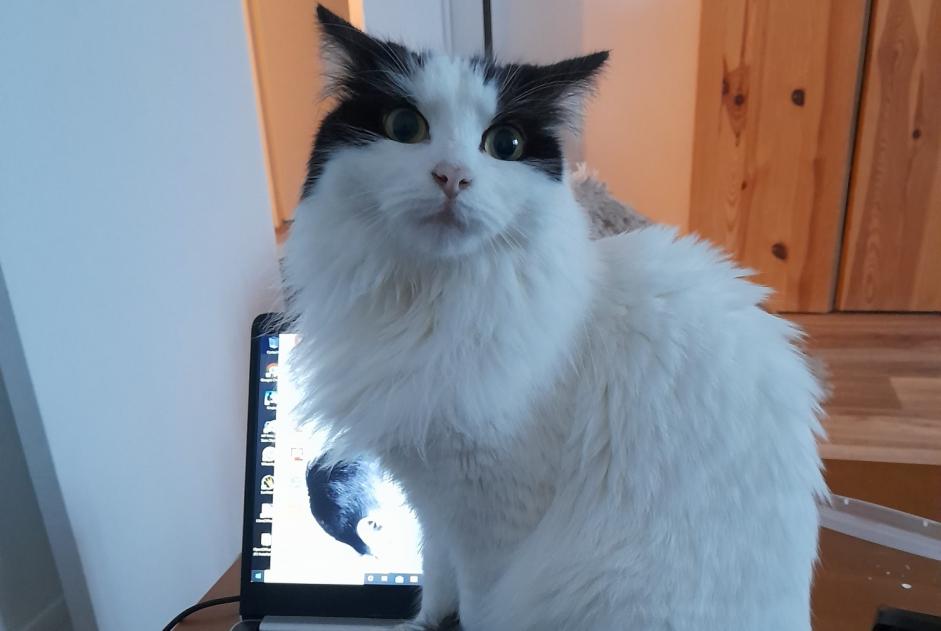 Alerte Disparition Chat croisement Femelle , 4 ans Maisoncelles-en-Brie France