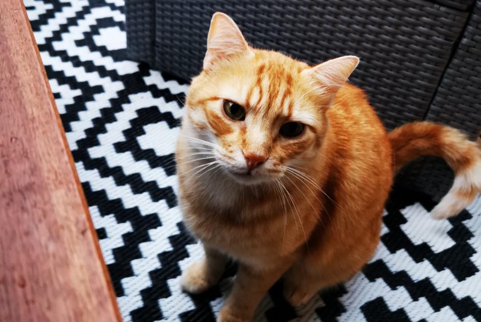 Alerte Disparition Chat Mâle , 10 ans Plan-les-Ouates Suisse