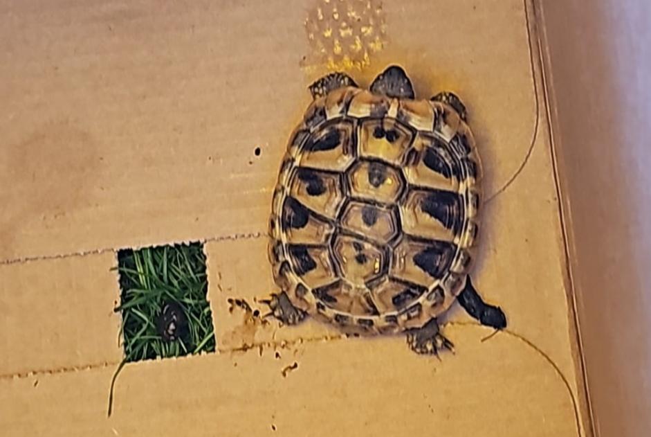 Alerte Découverte Tortue Inconnu Monthey Suisse