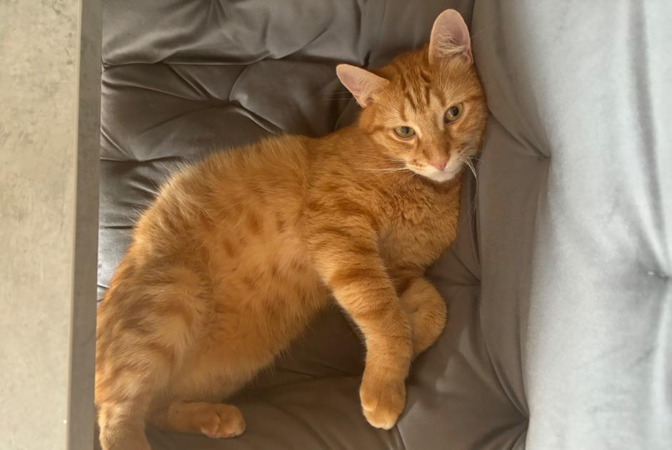 Alerte Disparition Chat Mâle , 2 ans Neuchâtel Suisse