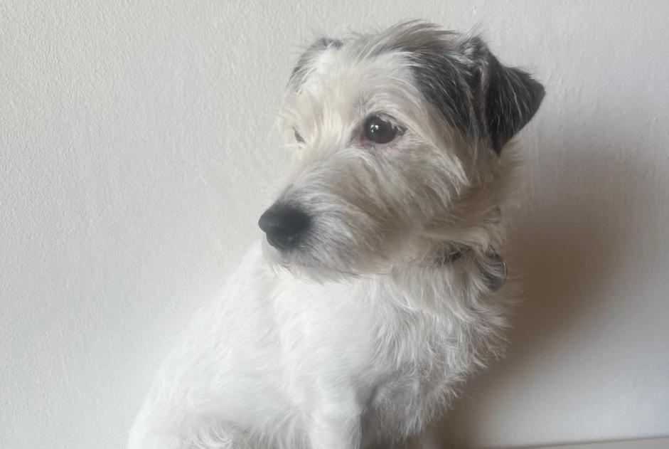 Alerte Disparition Chien  Femelle , 9 ans Collonges-sous-Salève France