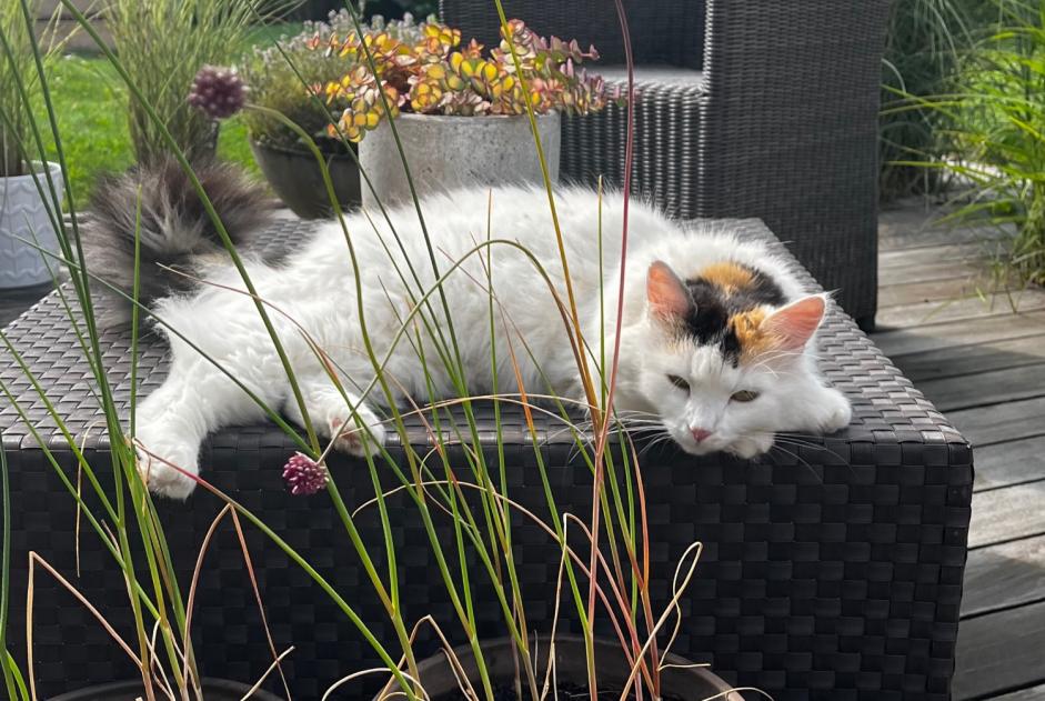 Alerte Disparition Chat Femelle , 6 ans Nyon Suisse