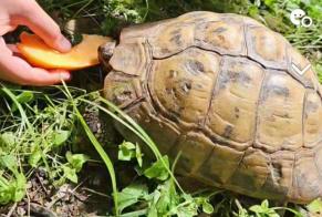 Alerte Disparition Tortue Femelle , 2024 ans Saint-Herblain France