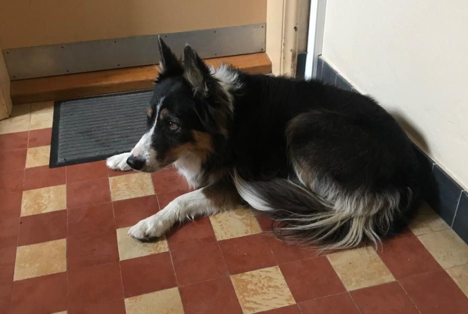 Alerte Découverte Chien  Inconnu Vevey Suisse