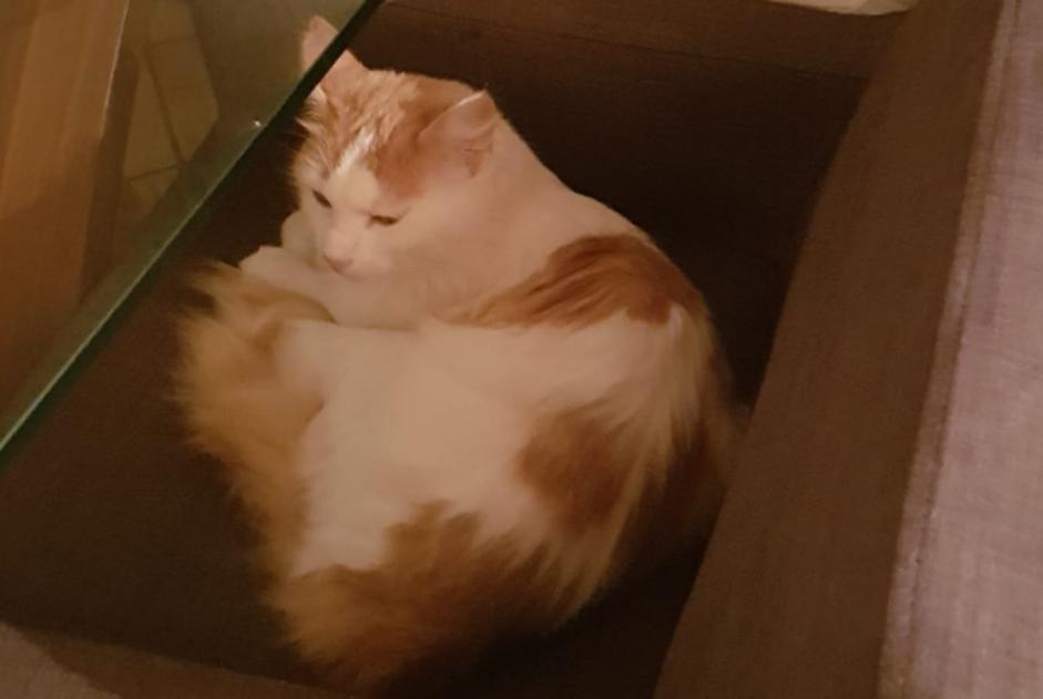 Alerte Disparition Chat croisement Mâle , 6 ans Villaz Suisse