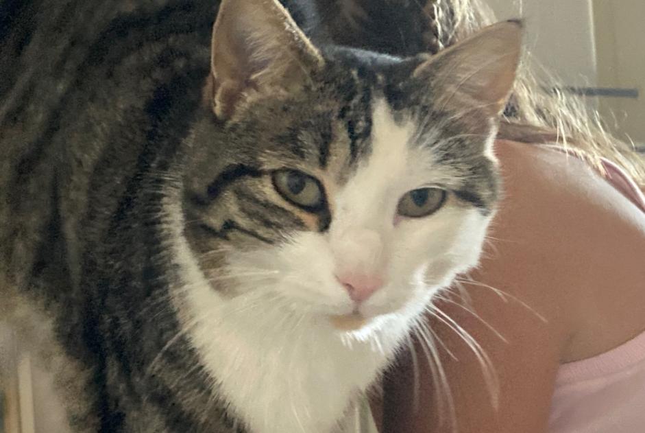 Alerte Disparition Chat Mâle , 4 ans Basel Suisse