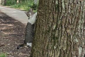 Alerte Disparition Chat  Femelle , 1 ans Boissy-Mauvoisin France