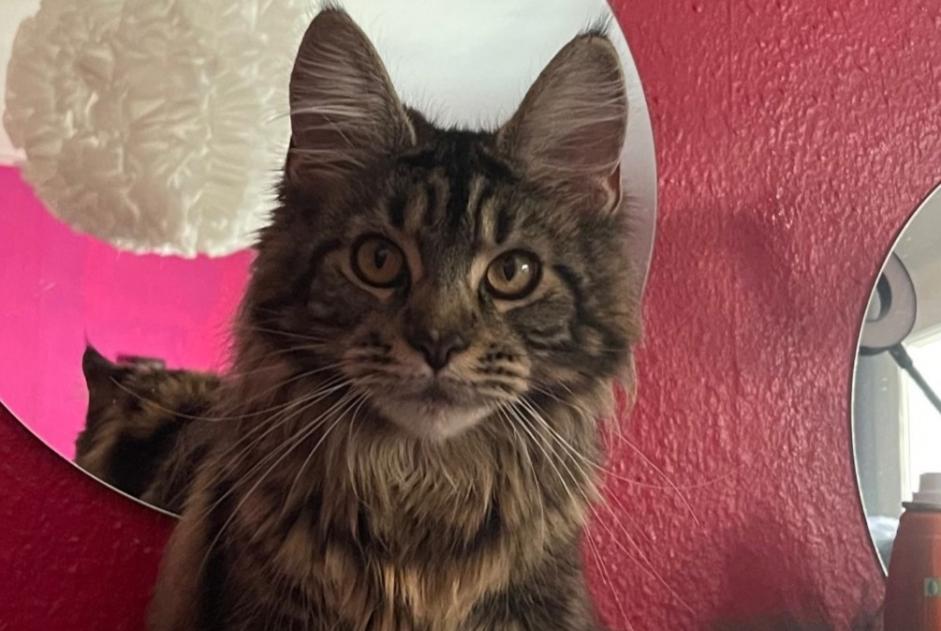 Alerte Disparition Chat  Femelle , 1 ans Genève Suisse