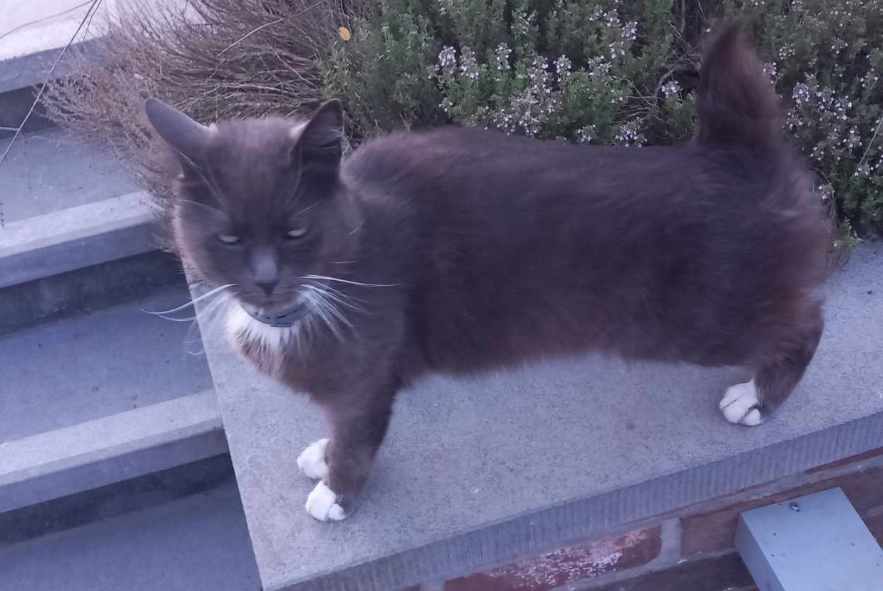 Alerte Disparition Chat Mâle , 8 ans Sambreville Belgique