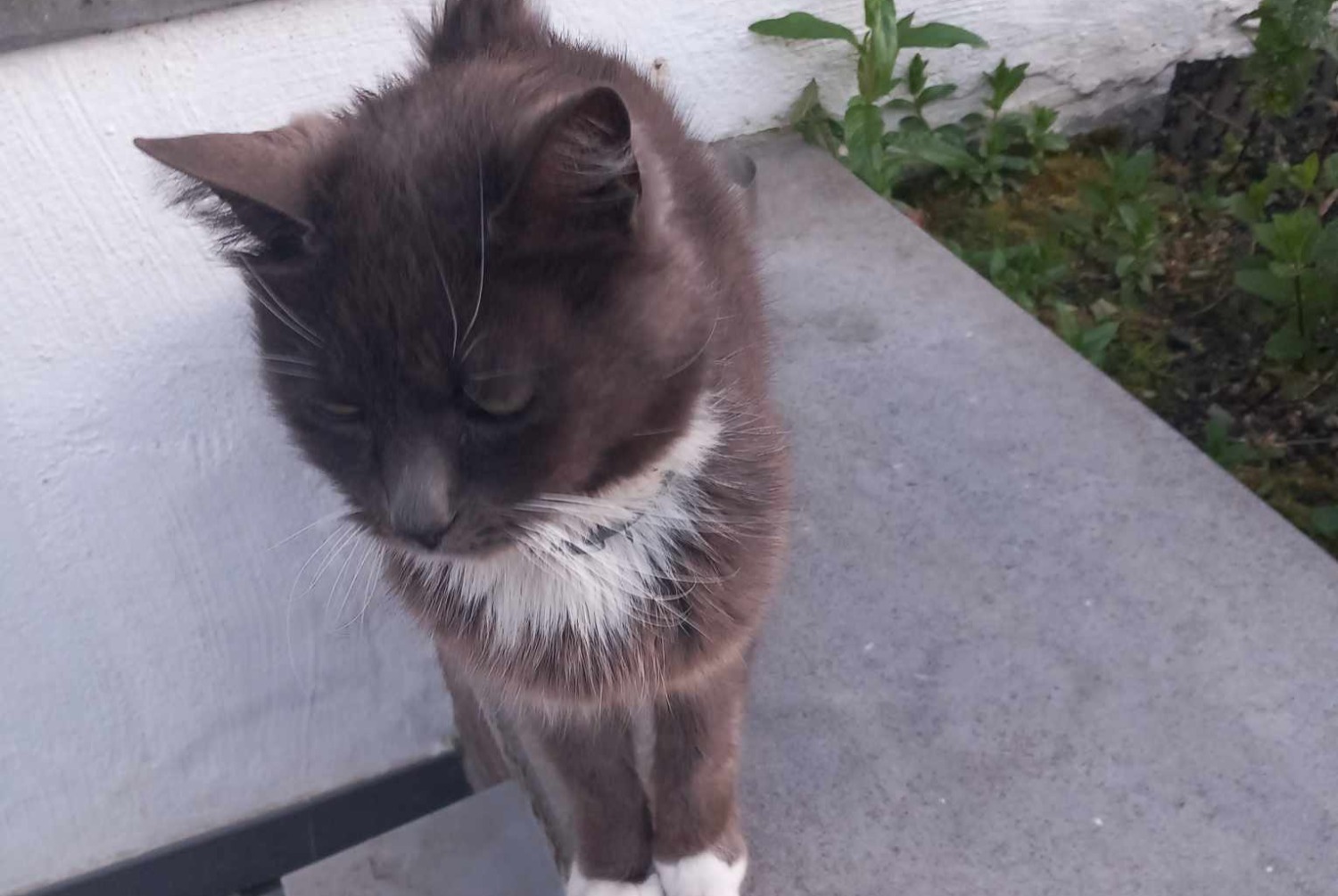 Alerte Disparition Chat Mâle , 8 ans Sambreville Belgique