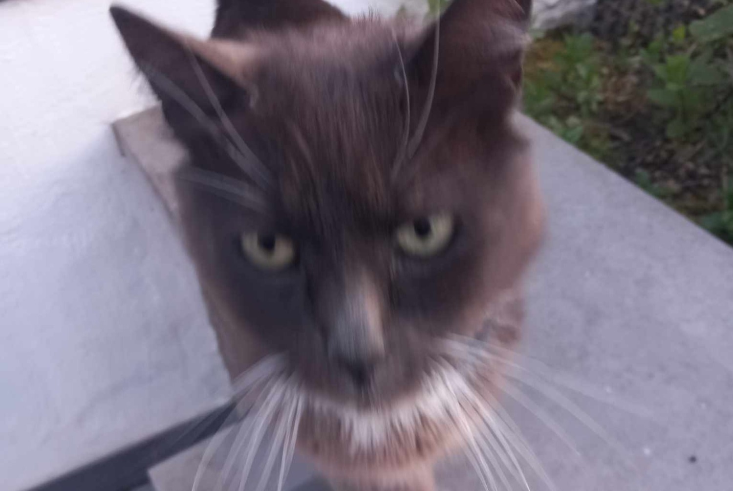 Alerte Disparition Chat Mâle , 8 ans Sambreville Belgique