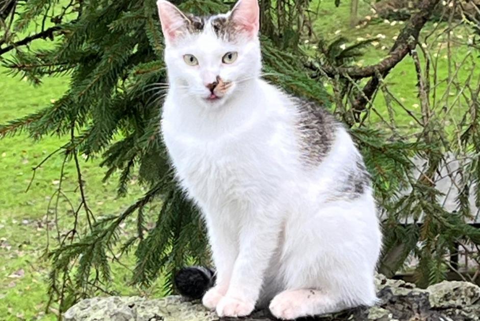 Alerte Disparition Chat Femelle , 1 ans Ottignies-Louvain-la-Neuve Belgique