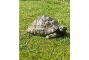 Alerte Disparition Tortue Femelle , 2024 ans Adelboden Suisse