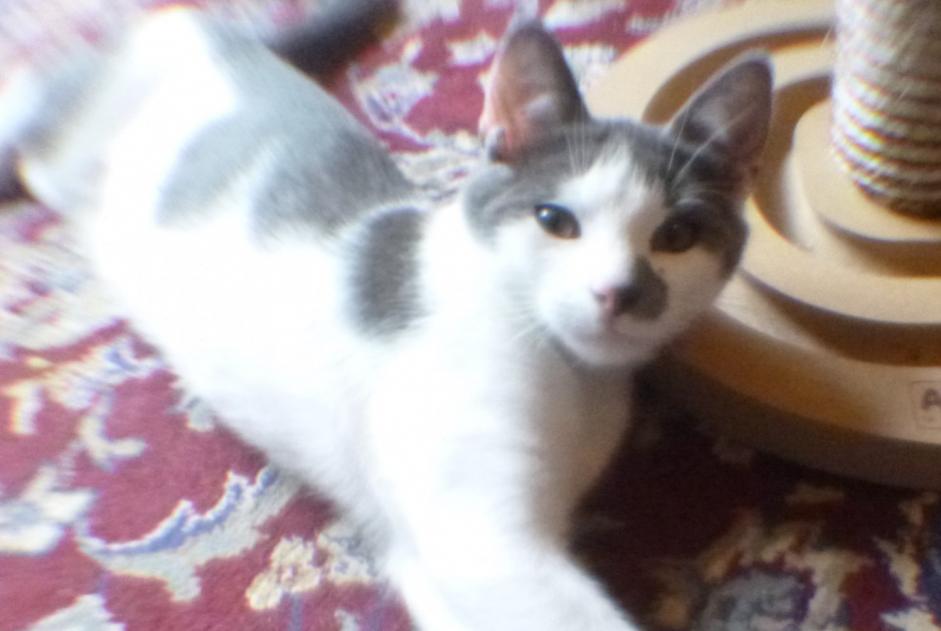 Alerte Disparition Chat croisement Mâle , 0 ans Lille France