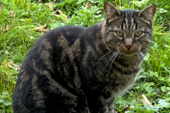 Alerte Découverte Chat Inconnu Savigny Suisse