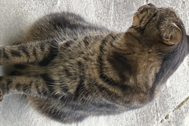 Alerte Découverte Chat Inconnu Savigny Suisse