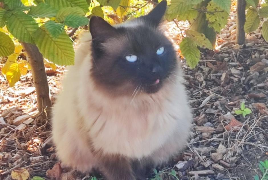 Alerte Disparition Chat croisement Femelle , 7 ans Namur Belgique