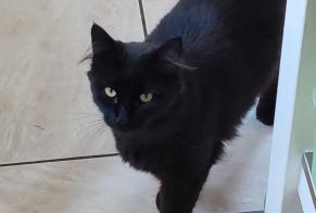 Alerte Disparition Chat  Mâle , 4 ans Écaussinnes Belgique