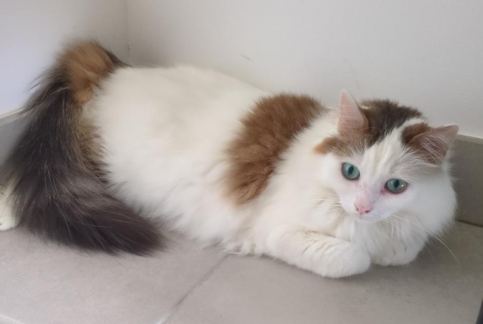 Alerte Disparition Chat  Mâle , 6 ans Toulouse France