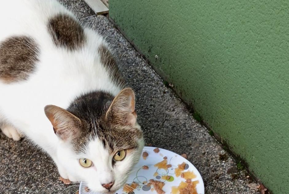 Alerte Découverte Chat Inconnu Vertou France