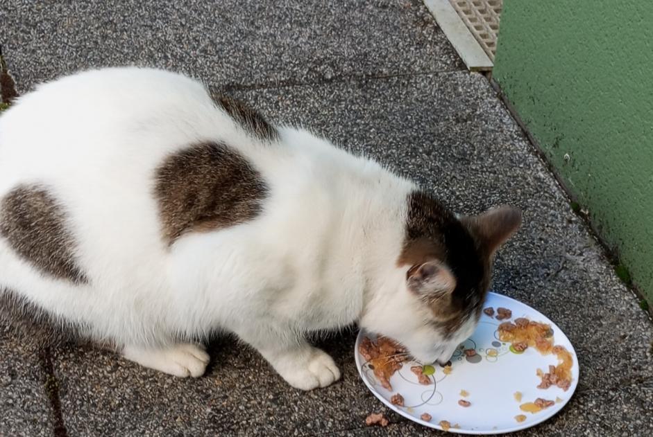 Alerte Découverte Chat Inconnu Vertou France