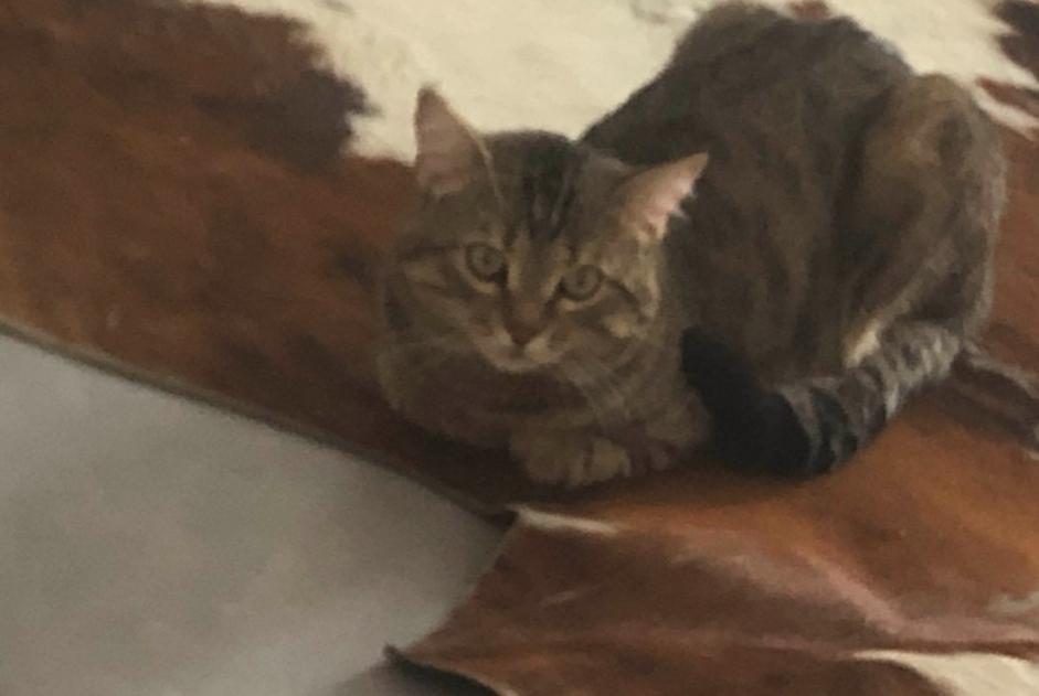 Alerte Disparition Chat  Mâle , 3 ans Mouscron Belgique