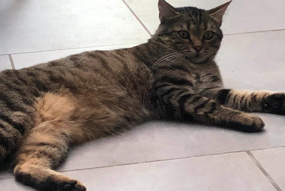 Alerte Disparition Chat  Mâle , 3 ans Mouscron Belgique