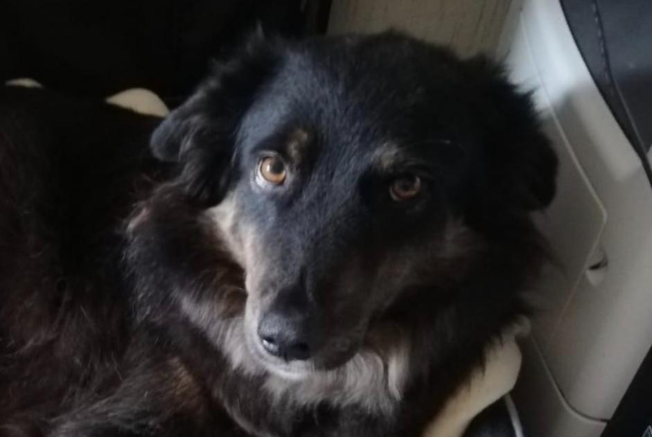 Alerte Disparition Chien croisement Mâle , 3 ans Languidic France