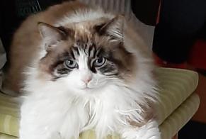 Alerte Disparition Chat Femelle , 7 ans Bouguenais France