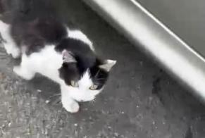 Alerte Découverte Chat Femelle Rive-de-Gier France