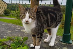 Alerte Découverte Chat Femelle Ville-sur-Illon France