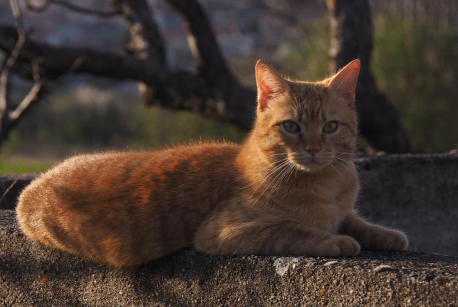 Alerte Disparition Chat Mâle , 4 ans Le Crest France