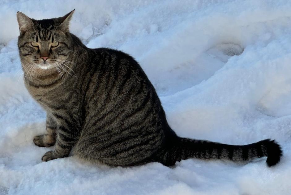 Alerte Disparition Chat Mâle , 3 ans Givisiez Suisse