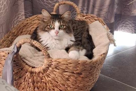 Alerte Disparition Chat Mâle , 2 ans Thuin Belgique