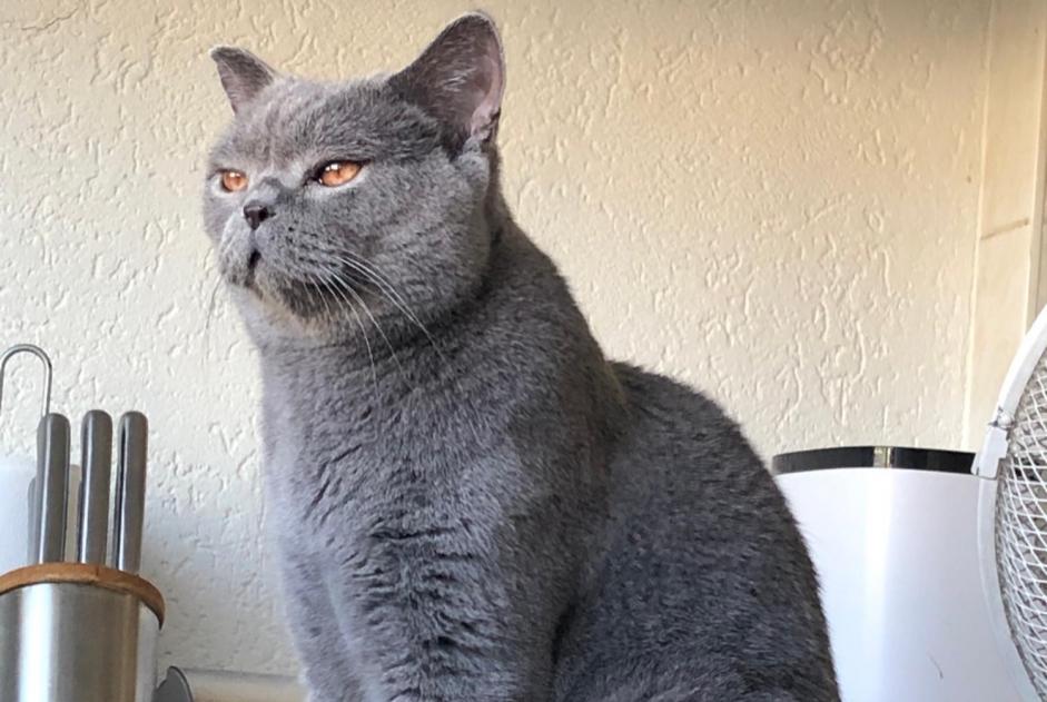 Alerte Disparition Chat  Mâle , 3 ans Crissier Suisse