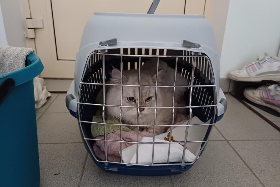 Alerte Découverte Chat  Inconnu Zaventem Belgique