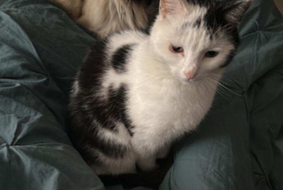 Alerte Disparition Chat  Mâle , 6 ans Sainte-Croix Suisse