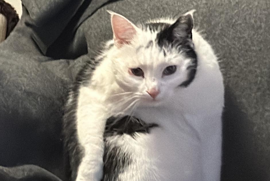 Alerte Disparition Chat  Mâle , 6 ans Sainte-Croix Suisse