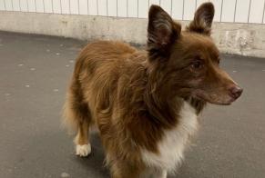 Alerte Découverte Chien  Inconnu Neuchâtel Suisse