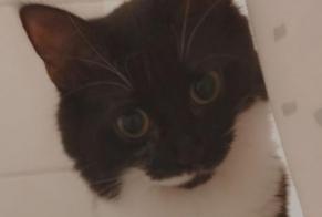 Alerte Disparition Chat Femelle , 3 ans Genève Suisse